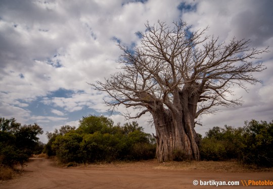 Baobab Tree, Kruger National Park, South Africa