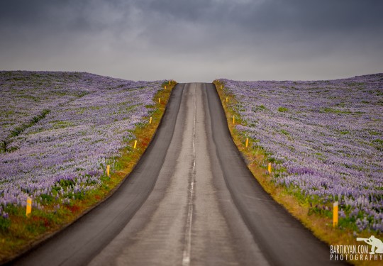 Lupin Flower Fields along Icelandic roads